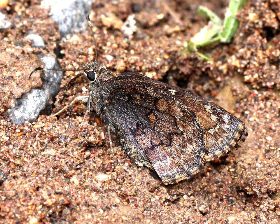 SKIPPER, VALERIANA (Codatractus valeriana) (7-19-12) harshaw road, patagonia mts, scc, az -01