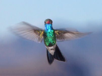 HUMMINGBIRD, BROAD-BILLED (3-19-11) 78 circulo montana, patagonia lake ranch estates, scc, az -02