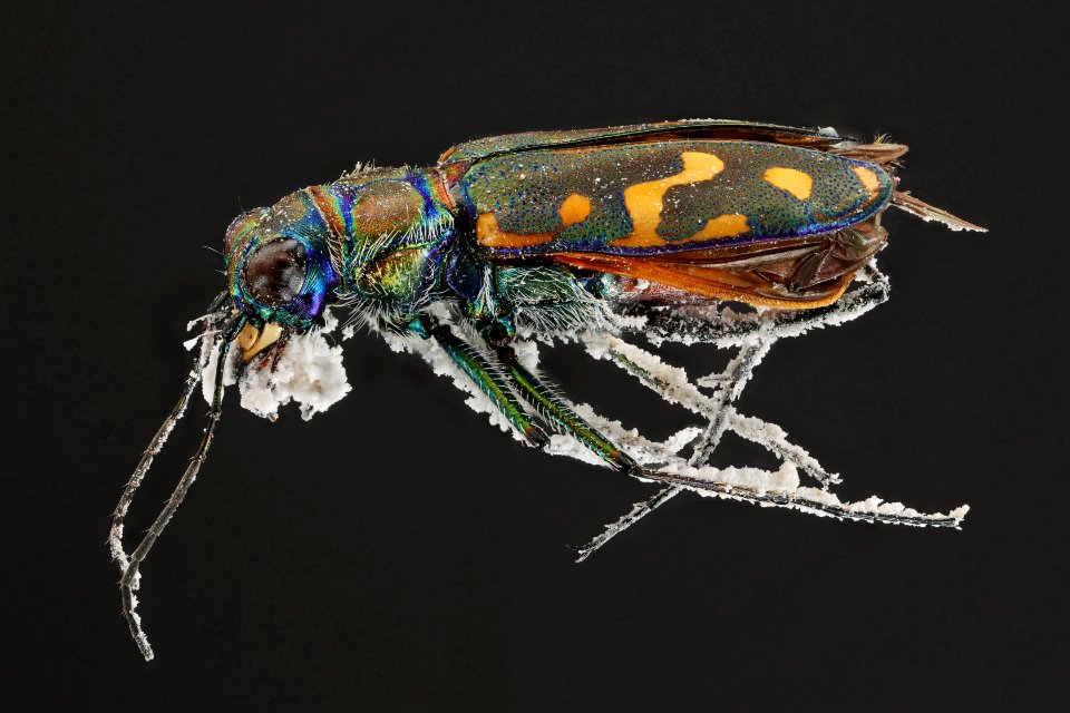Yellowstone white tiger beetle (covered in silica) - Cicindela haemorrhagica