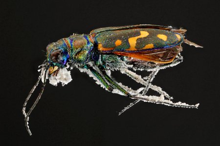 Yellowstone white tiger beetle (covered in silica) - Cicindela haemorrhagica