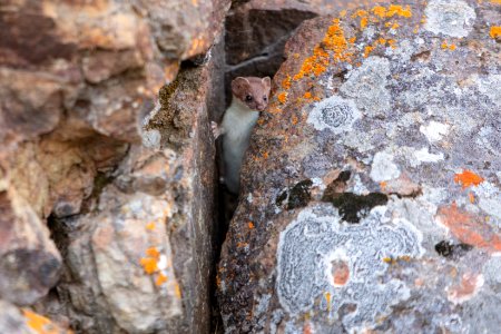Short-tailed weasel exploring a crack between two rocks