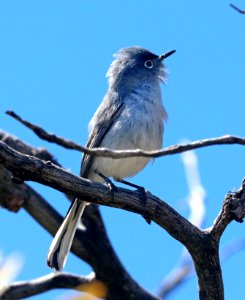 701 - BLUE-GRAY GNATCATCHER (4-25-2021) spring above reef campground, huachuca mts, cochise co, az -02