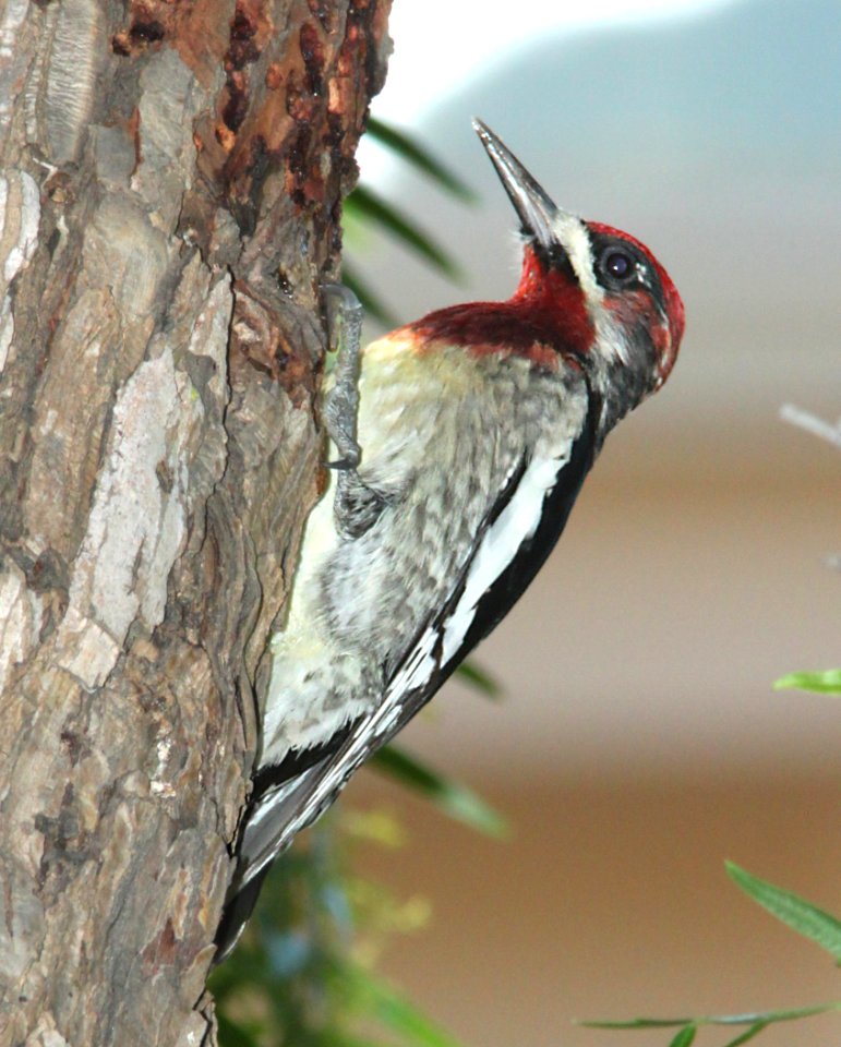 SAPSUCKER, RED-BREASTED (12-20-09) santa rosa park, slo, ca -01