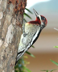 SAPSUCKER, RED-BREASTED (12-20-09) santa rosa park, slo, ca -01