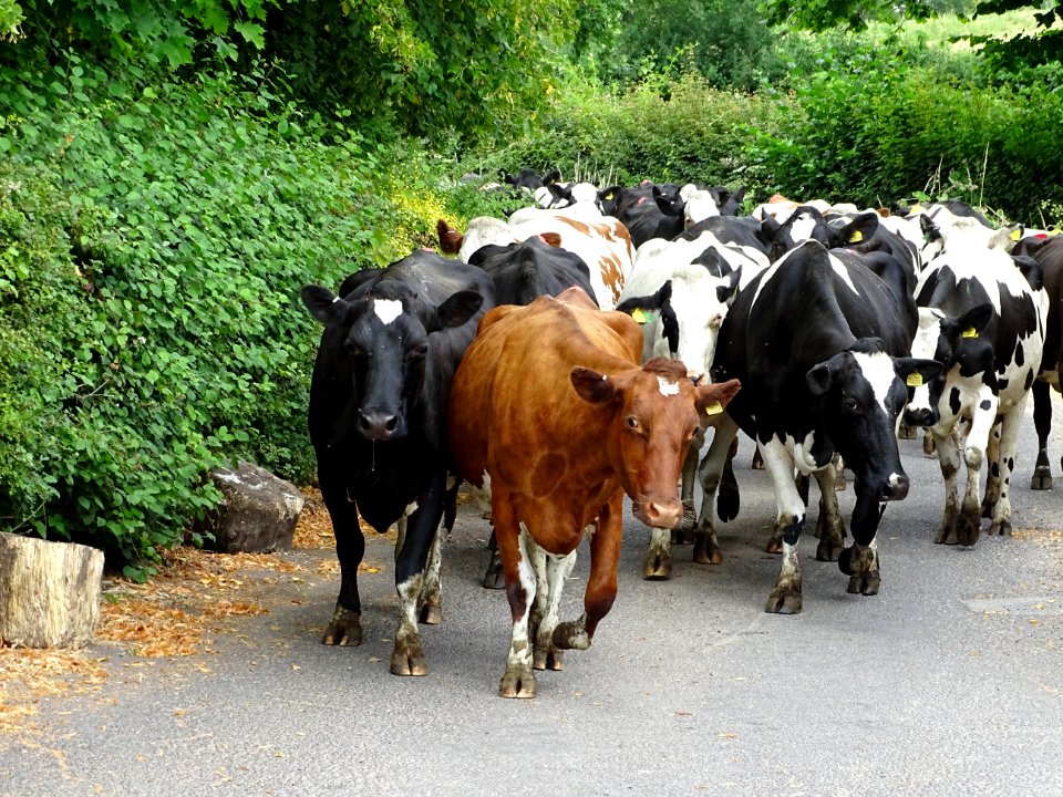 Cows going for a walk