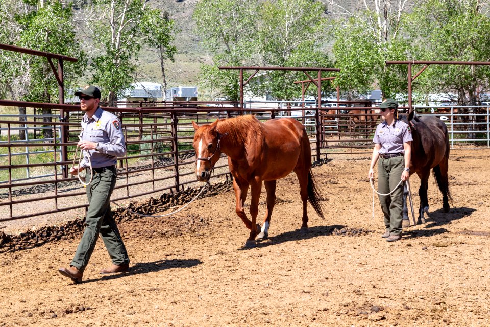 Horse safety training at Stephens Creek Corral