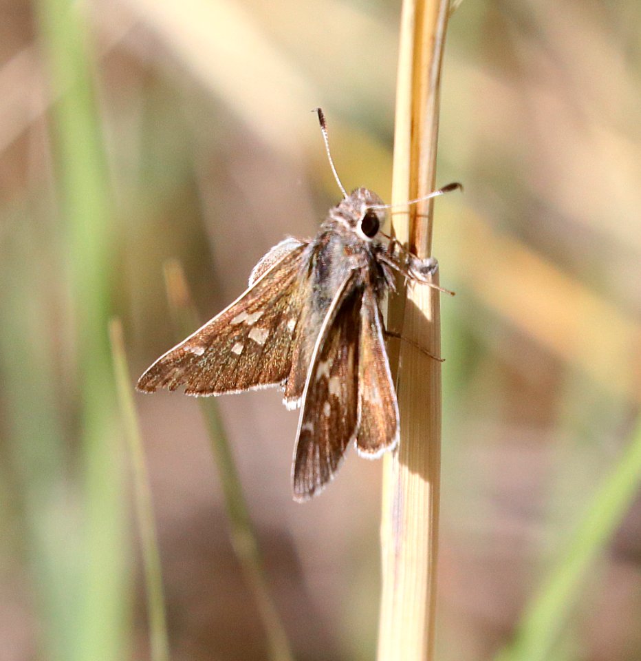 SKIPPER, WHITE-BARRED (Atrytonopsis pittacus) (4-27-2020) hunter canyon, huachuca mts, az -03