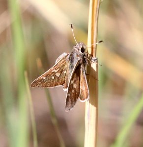 SKIPPER, WHITE-BARRED (Atrytonopsis pittacus) (4-27-2020) hunter canyon, huachuca mts, az -03