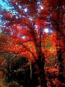 GARDEN CANYON, HUACHUCA MTS Fall Color (11-17-2020) - 13 PHOTOSHOP WATERCOLOR