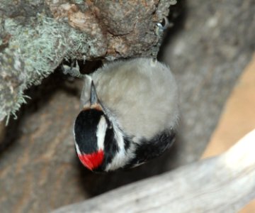 WOODPECKER, DOWNY (12-17-09) canet rd -04