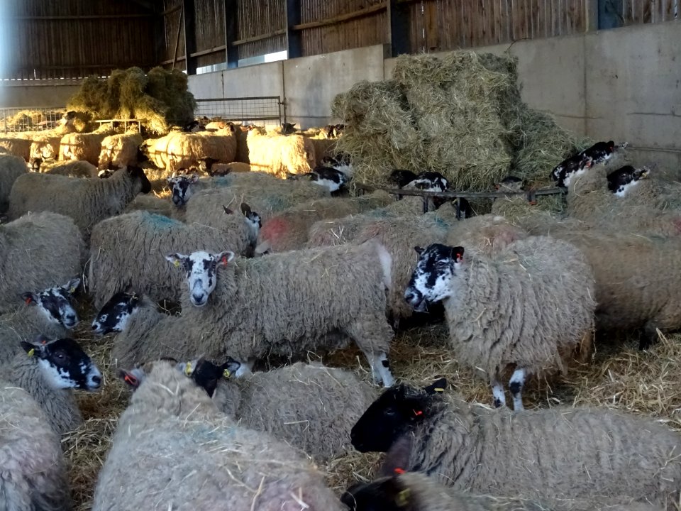 THE EWES IN THE LAMBING SHED