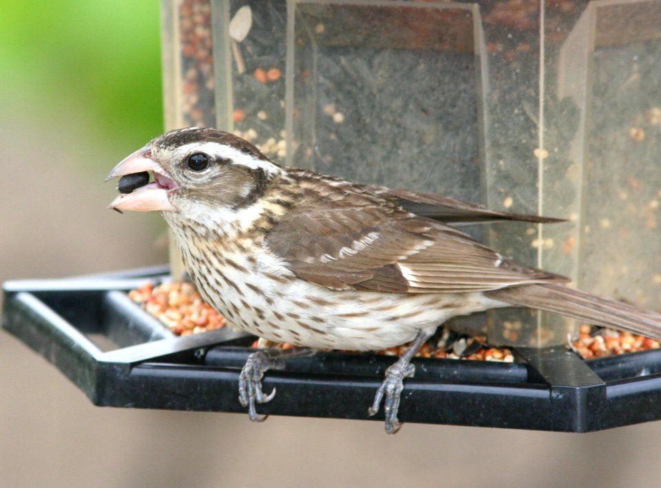 GROSBEAK, ROSE-BREASTED (6-1-09) adult fem, canet rd -05