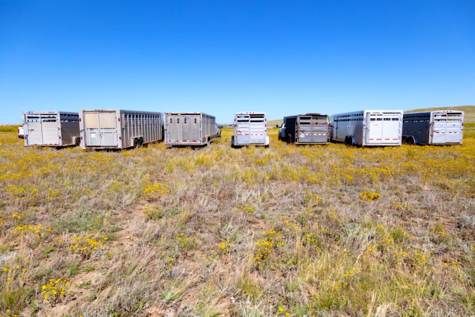 First group of trailers with Yellowstone bison arrive at Ft. Peck Indian Reservation