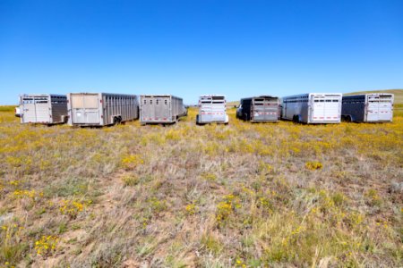 First group of trailers with Yellowstone bison arrive at Ft. Peck Indian Reservation