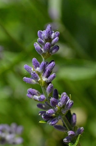 Flower purple summer photo