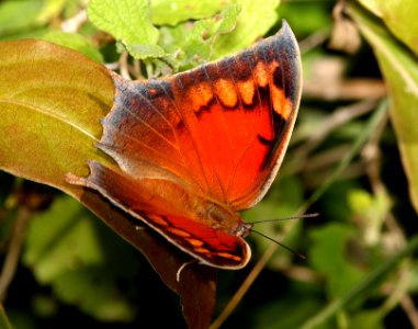 LEAFWING, TROPICAL (Anaea aidea) (11-15-13) fem, the national butterfly center, mission, tx -01