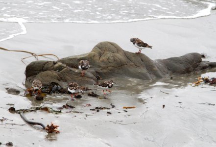 TURNSTONE, RUDDY (8-24-09) north coast, slo co, ca -02