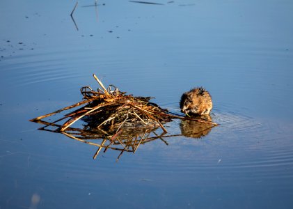 Common Muskrat