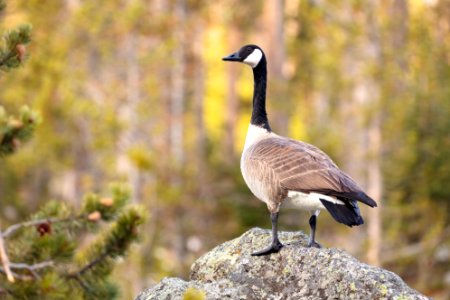 Canada goose perched on a rock along the Firehole River