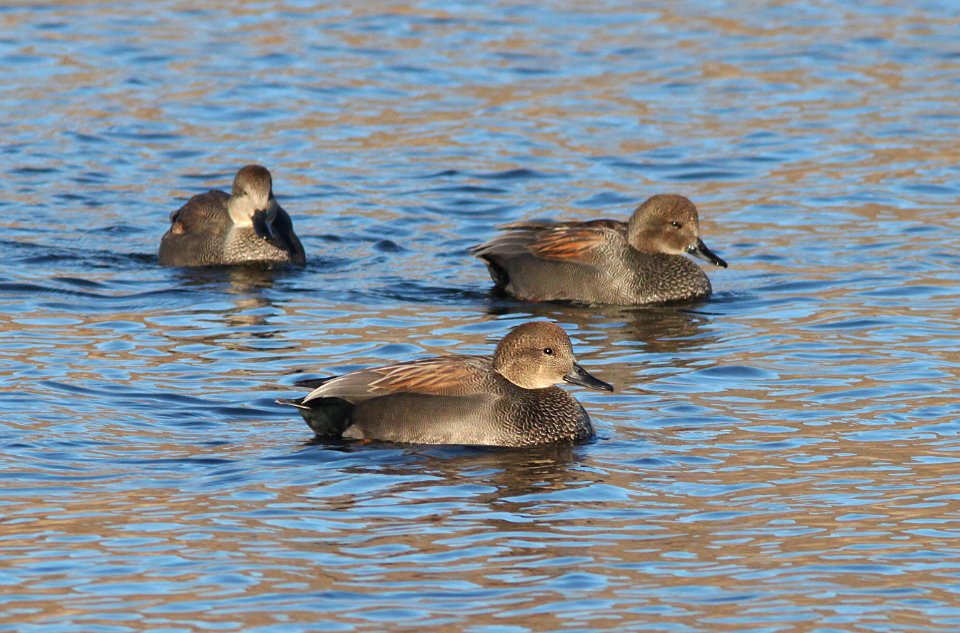 GADWALL (12-15-10) patagonia lake, scc, az -01