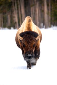 Bull bison walks in the road near Midway Geyser Basin