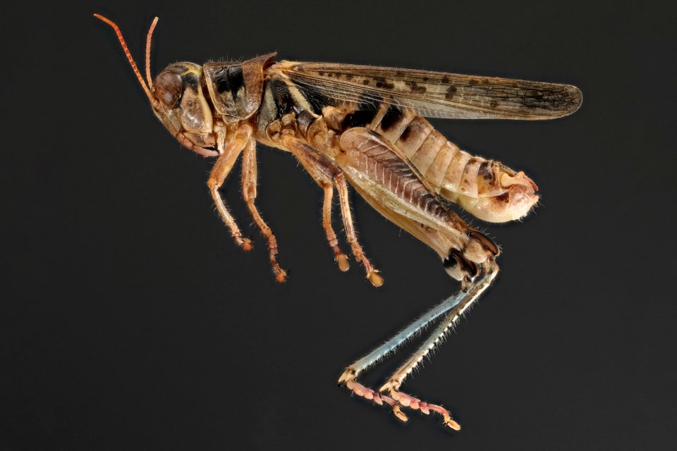 Melanoplus infantilis (side view)