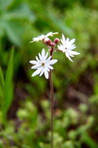 Woodland star (Lithophragma sp.), Mammoth Hot Springs