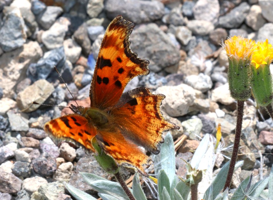COMMA, HOARY (Polygonia gracilis) (7-26-2020) 8000 ft, crater lake drive, klamath co, or -01