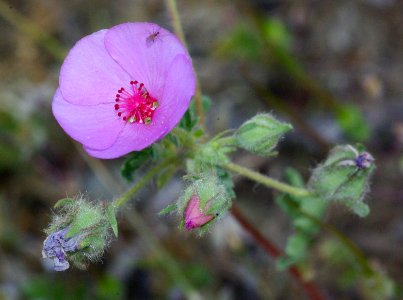 PARRY'S MALLOW (eremalche parryi) (3-31-09) caliente ridge, carrizo -02