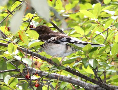THRUSH, AZTEC (8-8-11) madera canyon, scc, az -06