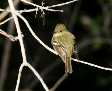 FLYCATCHER, PACIFIC-SLOPE (5-16-11) blue haven road, patagonia, scc, az -01