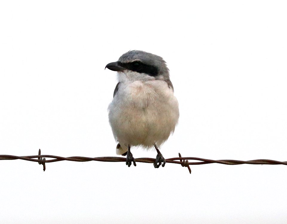 616 - LOGGERHEAD SHRIKE (9-13-2020) san rafael grasslands, santa cruz co, az -01