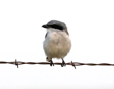 616 - LOGGERHEAD SHRIKE (9-13-2020) san rafael grasslands, santa cruz co, az -01