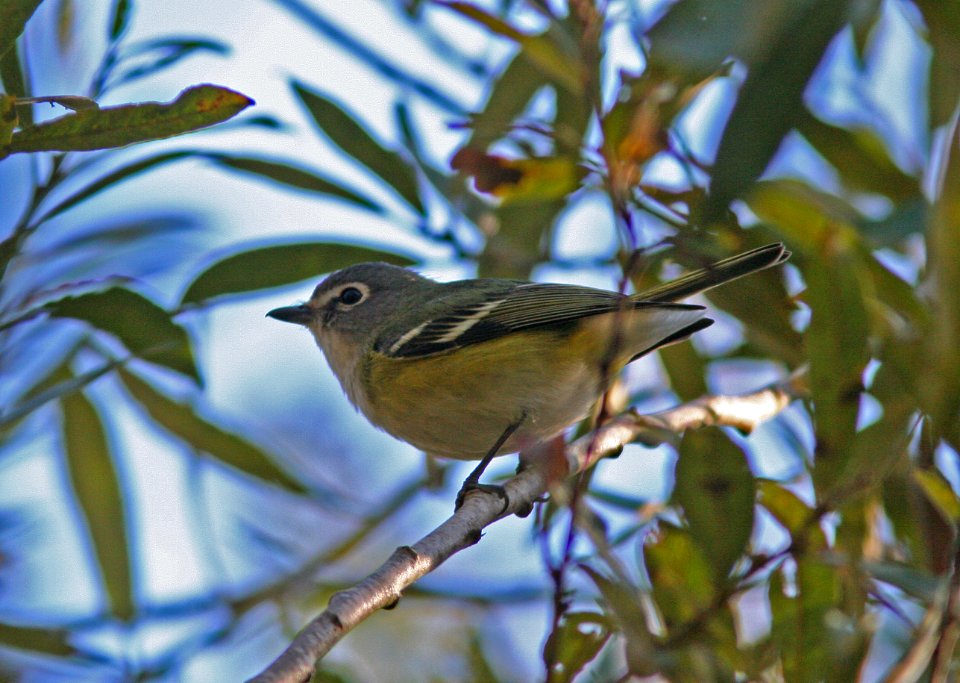 VIREO, BLUE-HEADED (12-3-08) pecho willows, los osos, slo co, ca -01