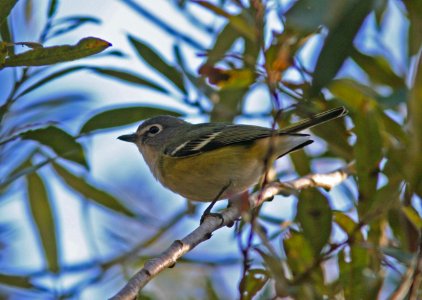 VIREO, BLUE-HEADED (12-3-08) pecho willows, los osos, slo co, ca -01