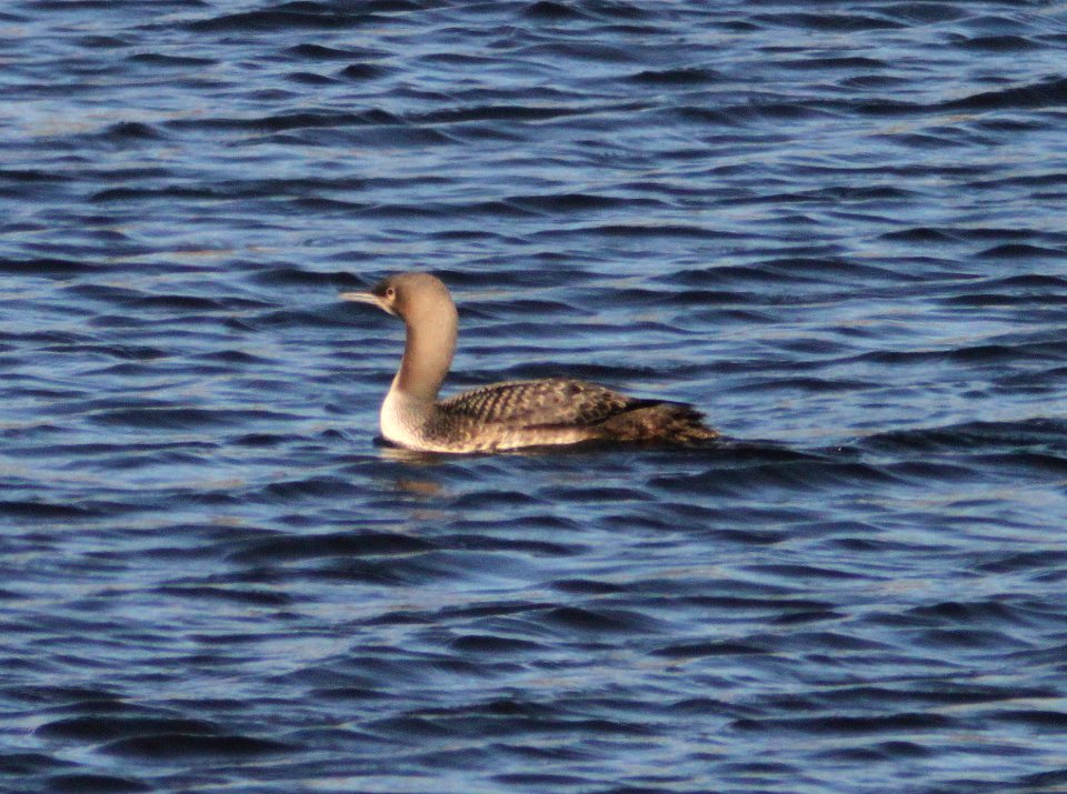 LOON, PACIFIC (10-26-10) patagonia lake state park, scc, az -02
