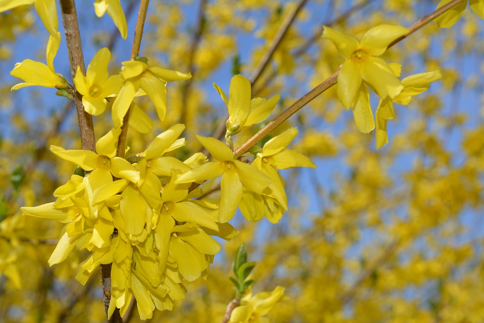 Nature bush flower