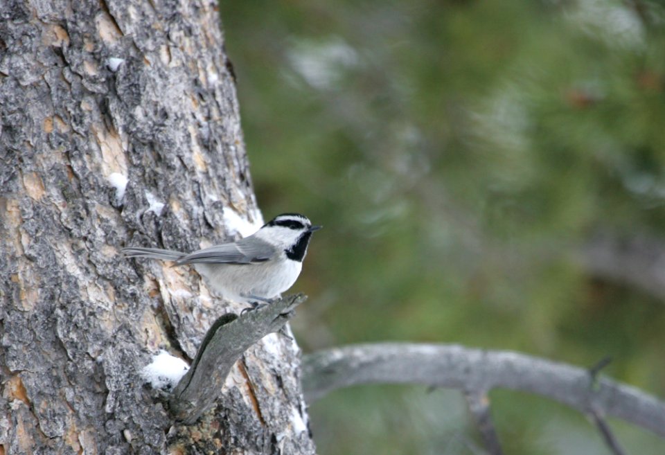 Mountain chickadee photo