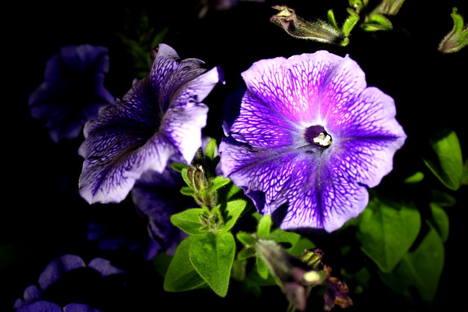 Petunia Flower photo