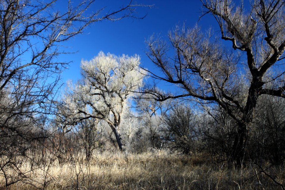 PATAGONIA-SONOITA CREEK PRESERVE, SCC, AZ -20a