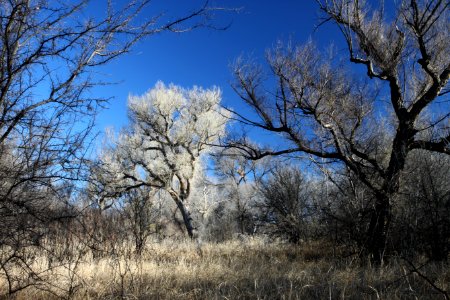 PATAGONIA-SONOITA CREEK PRESERVE, SCC, AZ -20a