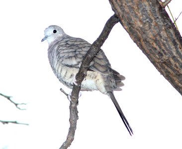 DOVE, INCA (10-21-10) paton's, patagonia, scc, az - 02
