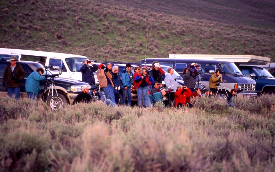 People watching wolves in Lamar Valley (1995) (2)