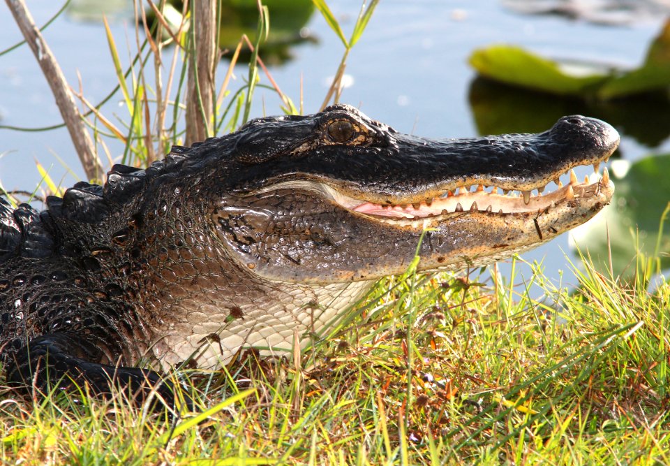 ALLIGATOR, AMERICAN (Alligator mississippiensis) (2-21-13) kissimmee prairie state park, okeechobee co, fl -02