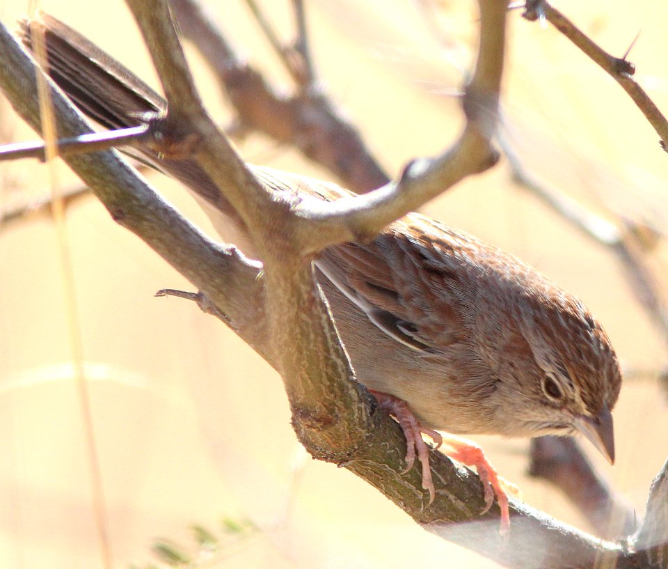 867 - BOTTERI'S SPARROW (12-14-13)  nogales cbc, lado de loma, patagonia lake ranch estates, scc, az -1