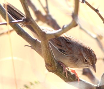 867 - BOTTERI'S SPARROW (12-14-13)  nogales cbc, lado de loma, patagonia lake ranch estates, scc, az -1