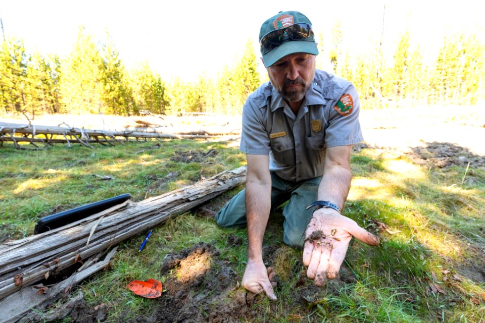 Investigating a bear dig site: holding pond weed