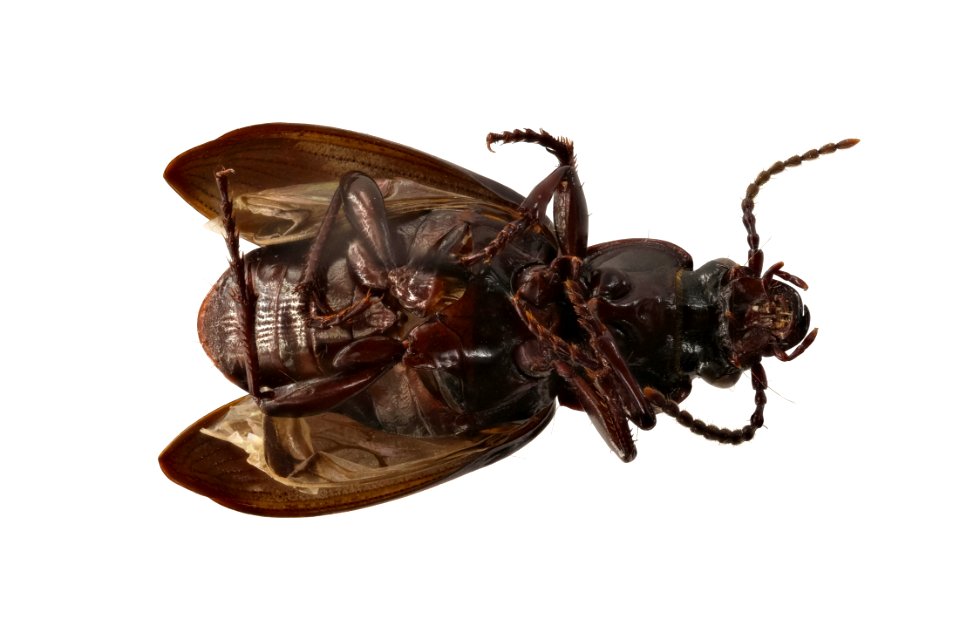 Stereocerus haematopus (bottom view)