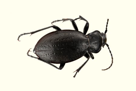 Carabus taedatus 27JUN 14JUL2018 WASHSOUTH Oberg top edited