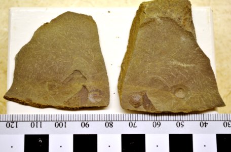 YELL 92017 Inarticulate brachiopods